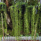 String of Banana Live Plants, Easy Indoor Trailing Succulent in 2.5" Pot, Hanging Succulent Houseplant Indoor Outdoor Planting
