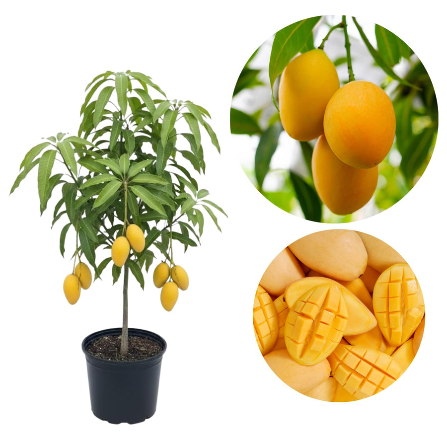 Sweet Mango Tree Live Plant, 2 Years Old Mango Tree Fullt Rooted, Tropical Fruit Tree for Containers and Garden Growing