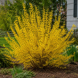 Lynwood Gold Forsythia Bush in 4 Inch Pot, Yellow Lynnwood Bushes, Yellow Flowering Shrub, 4-7" Tall for Planting