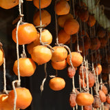 2 High Yield Persimmon Trees Live Fruit Plants, Dormant, 6-12" Cold Hardy for Outdoor Planting, No Leaf, Sweet American Persimmon Tree