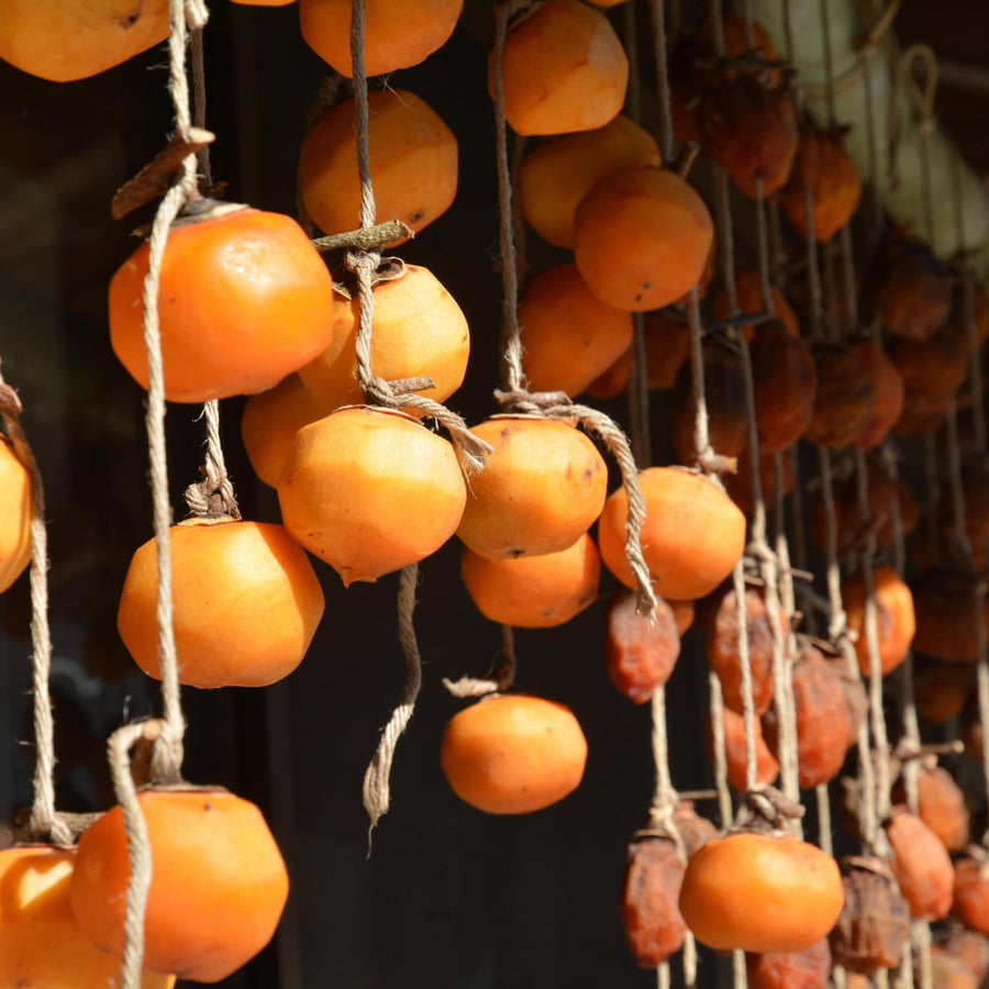 2 High Yield Persimmon Trees Live Fruit Plants, Dormant, 6-12" Cold Hardy for Outdoor Planting, No Leaf, Sweet American Persimmon Tree