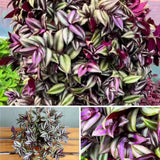 Live Purple Wandering Jew Plant, Tradescantia Zebrina Plants, 4 Inch Pot for Indoor Houseplant