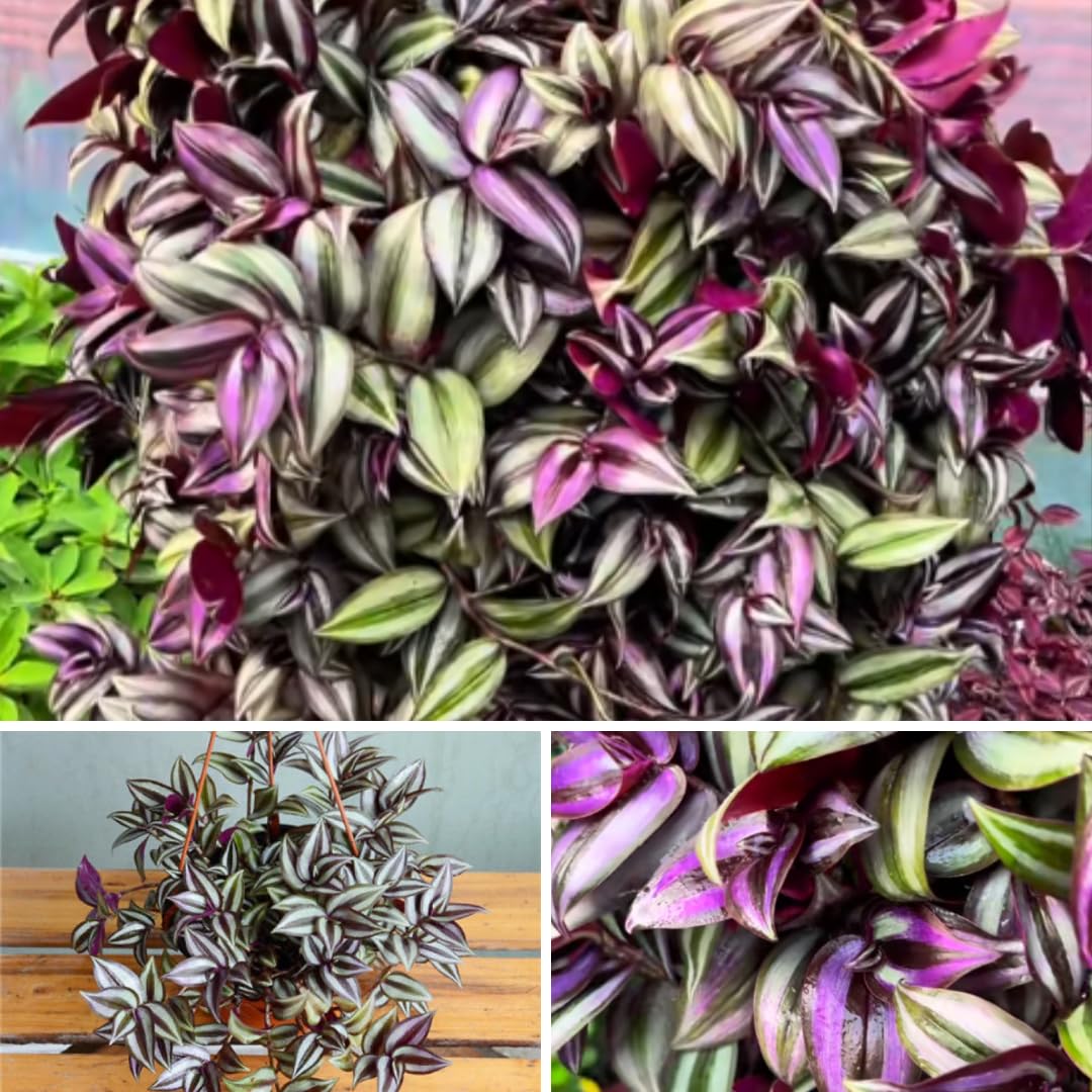 Live Purple Wandering Jew Plant, Tradescantia Zebrina Plants, 4 Inch Pot for Indoor Houseplant