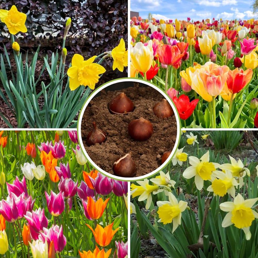 Set 10 Mix Tulip and Daffodil Bulbs, Bulbs for Spring Fall Planting, Cold Hardy, Outdoor Garden