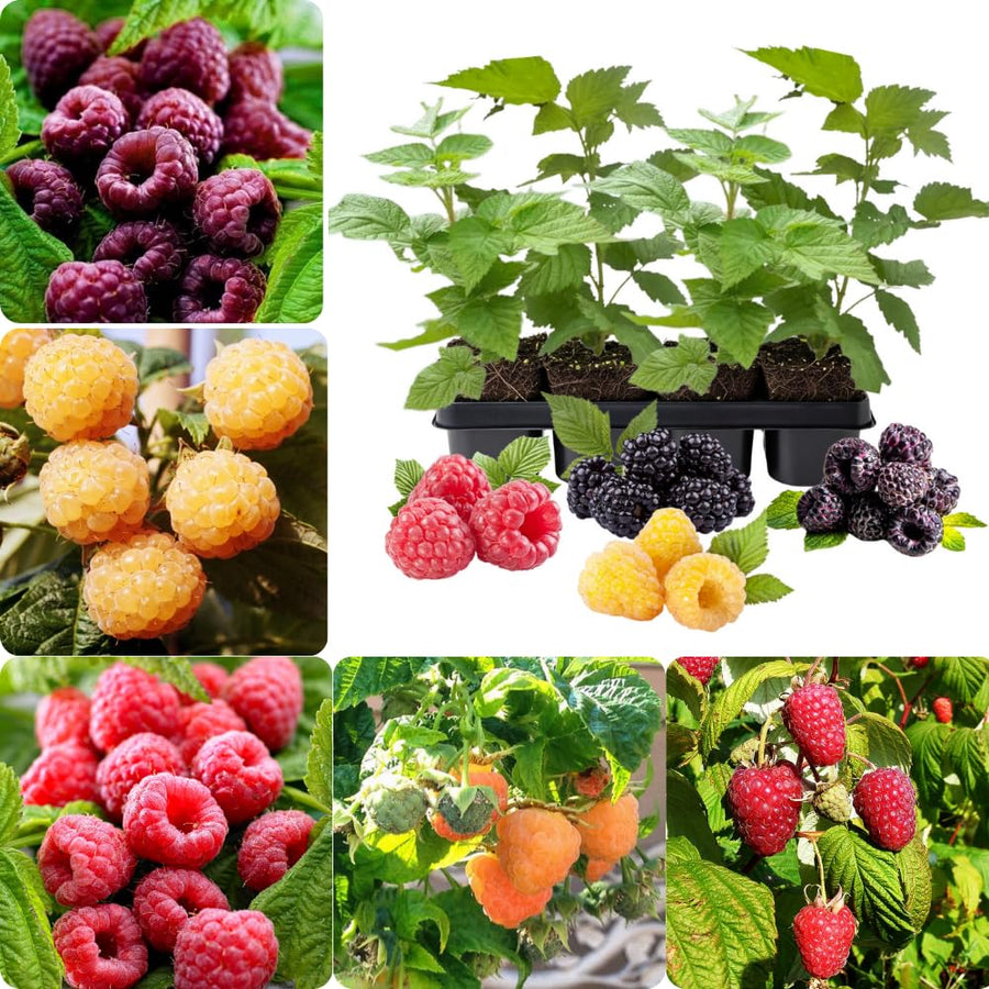 Pack 2 Assorted Raspberry Plants Live, Size 5-9 Inch Tall, Raspberry Trees Live Plants, Sweet Raspberry Bush Shrub