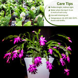 2 Christmas Cactus Plants Live, Holiday Blooming Indoor Plants Live Houseplants, Hanging Baskets Easy Care, Well-Rooted 5-8" Tall, No Pot, Bareroots, Single Stems (Purple Christmas Cactus)