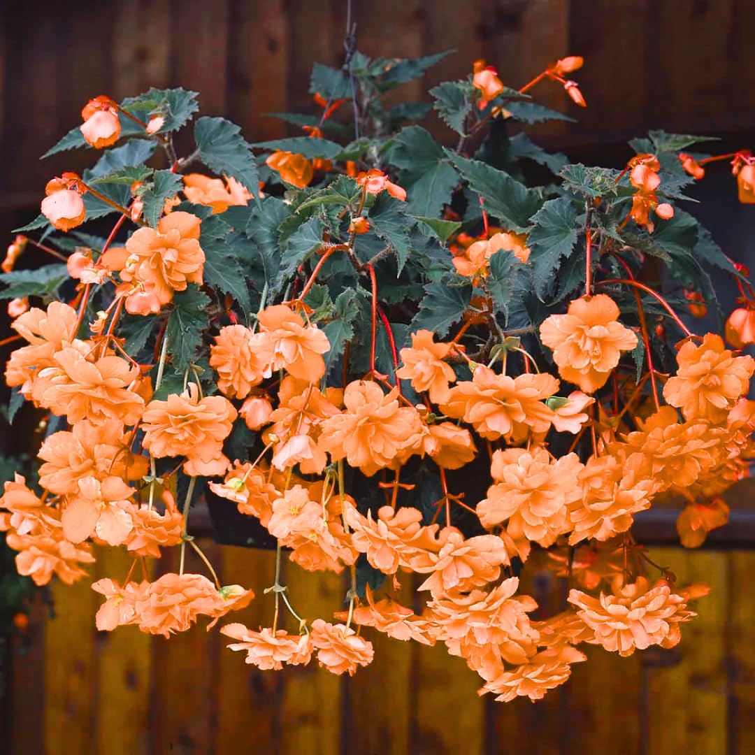 Begonia Live Plant Outdoor, Can Grow As Weeping Begonia, Fast-Growing, Easy-Care Flowering Plant for Gardens Containers, 5-9” Tall, No Pot, Begonia Maculata Plants (Summer)