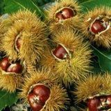 Horse Chestnut Live Tree Plant 4" Pot, Chestnut Plant Live, Hardy Ornamental Large Leaf Deciduous Tree for Garden