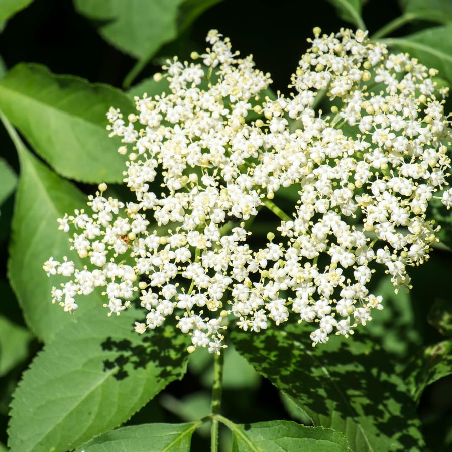 Sweet Black Elderberry Plant Live, 1.5 to 2.5 Feet Tall in 1 Gallon Pot, Hardy Fruit-Producing Shrub for Outdoor Planting