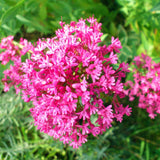 75 Pink Milkweed Seeds for Planting, Milkweed Flower Seed