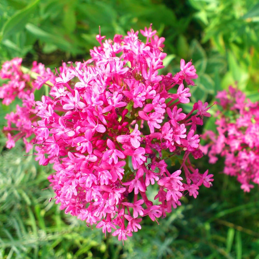 75 Pink Milkweed Seeds for Planting, Milkweed Flower Seed