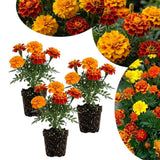Set 3 Dwarf Marigold Live Plant, Mixed Color Marigold 4-6 Inch Tall for Outdoor Spaces and Container Gardens