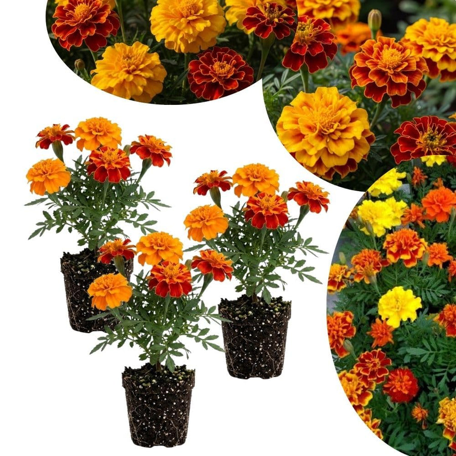 Set 3 Dwarf Marigold Live Plant, Mixed Color Marigold 4-6 Inch Tall for Outdoor Spaces and Container Gardens