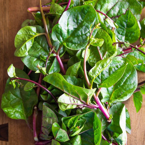 50+ Red Malabar Spinach Seeds, Ceylon Spinach Seeds, Vegetable Garden Seed for Outdoor Planting and Home Gardening