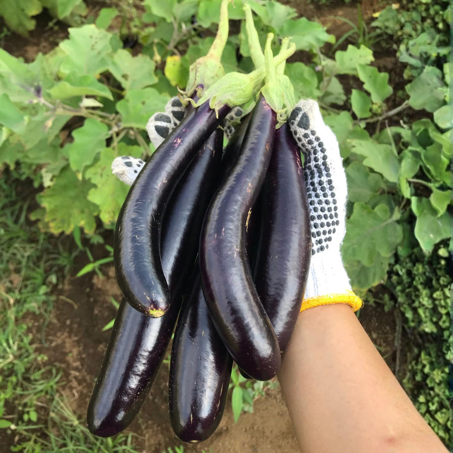 Purple Eggplant Plant in 4" Pot, 4-7" Tall Eggplant Vegetable Plants, Well Rooted, Eggplants Seedling for Home Garden Growing