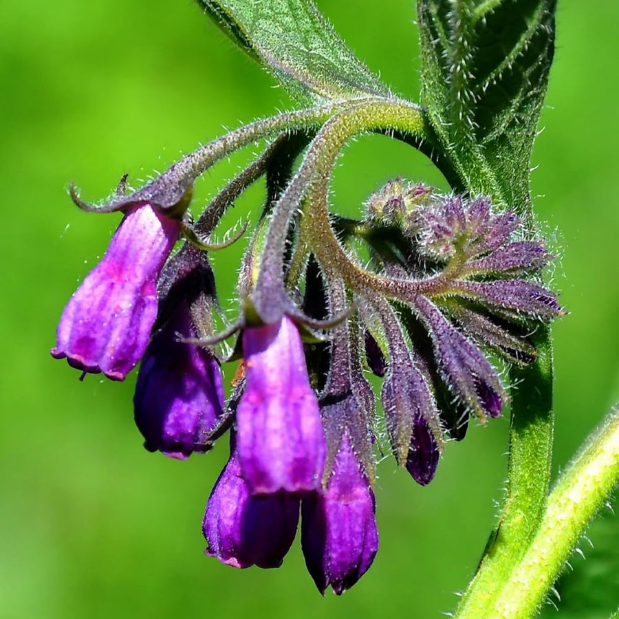 15 Comfrey Roots for Planting, Comfrey Live Roots, 3–6 Inch Size, Fast Growing Perennial Herb