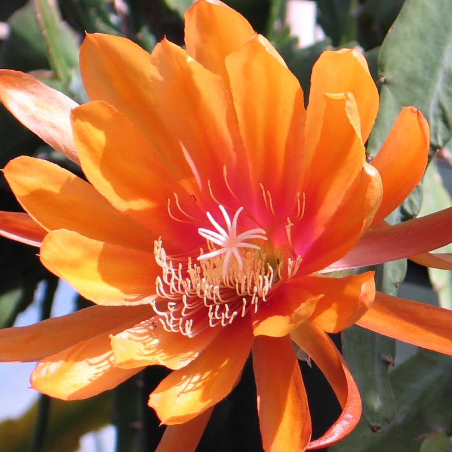 Epiphyllum Orchid Cactus Live Plant, 2 Plants Per Pot, Blooming Orchid Cactus for Indoor or Outdoor Growing (Orange Epiphyllum)