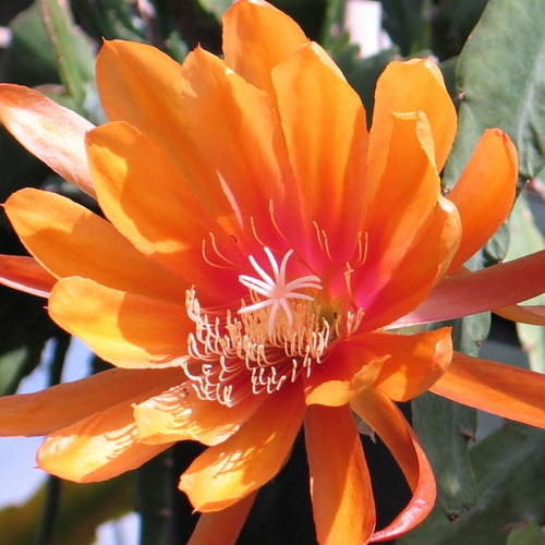 Epiphyllum Orchid Cactus Live Plant, 2 Plants Per Pot, Blooming Orchid Cactus for Indoor or Outdoor Growing (Orange Epiphyllum)