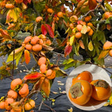 Persimmon Fruit Trees Live Plants, 6-14 Inches Seedlings, Well-Rooted, American Persimmon Tree for Planting Outdoor, Zones 7-9, No Leaf, Bare Roots