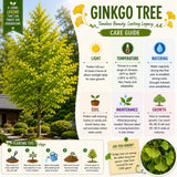 Ginkgo Tree Live Plant, Yellow Leaves, Hardy Ginkgo Tree, 8-10" Tall in Quart Pot for Planting