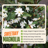 Sweetbay Magnolia Plant Live, 6-12 Inch Tall, Magnolia Tree in 2.5” Pot, Flowering Ornamental Tree