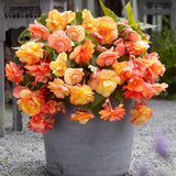 Begonia Live Plant Outdoor, Can Grow As Weeping Begonia, Orange Yellow Begonia, Fast-Growing, Easy-Care Flowering Plant for Gardens Containers, 5-9” Tall, No Pot, Begonia Maculata Plants