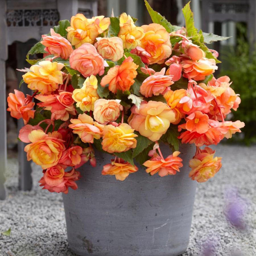 Begonia Live Plant Outdoor, Can Grow As Weeping Begonia, Orange Yellow Begonia, Fast-Growing, Easy-Care Flowering Plant for Gardens Containers, 5-9” Tall, No Pot, Begonia Maculata Plants