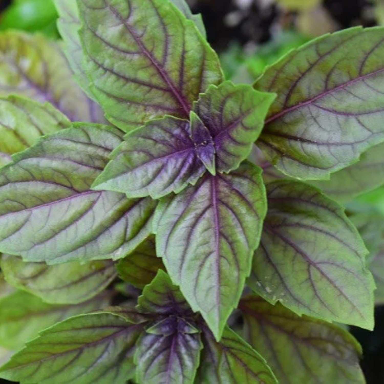 2 African Blue Basil Plants Live, 2 Live Plants, Basil Live Plant, 5 to 7'' Tall, Basil Herb Plants