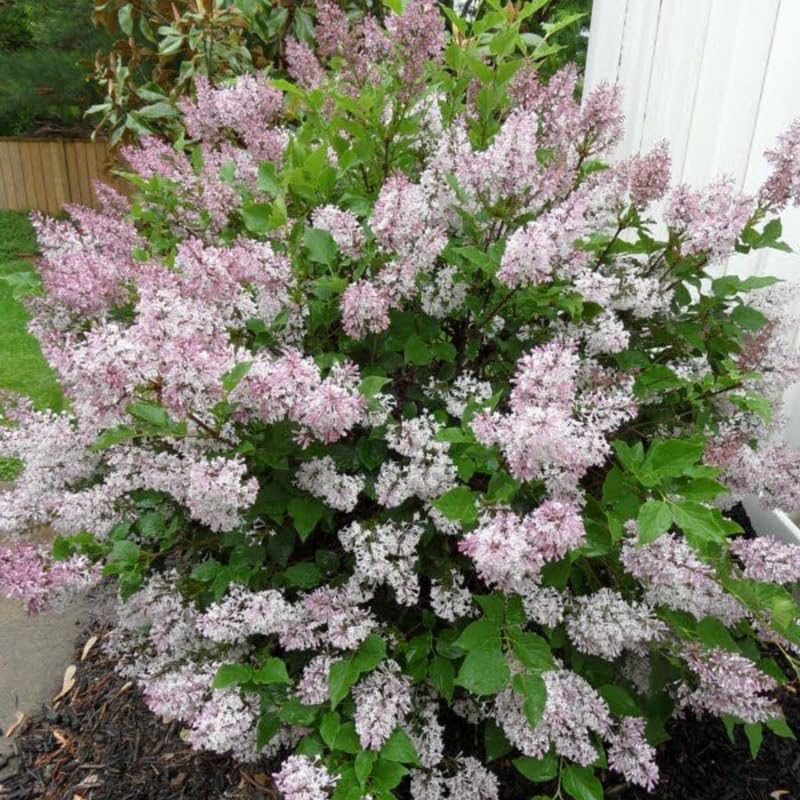 Miss Kim Lilac Shrub Live Plant, 6-12 Inch Tall, Quart Pot - Fragrant Spring Flowering Shrub, Syringa Plant for Outdoor Garden
