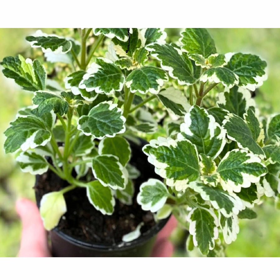 1 Variegated Swedish Ivy Plant Live for Planting - Swedish Ivy Mint Seedlings 4-9 Inch Height, in 3" Pot