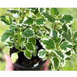 Variegated Plectranthus Swedish Ivy Plants Live, in 3" Pot, Swedish Ivy Mint Herb Houseplants, 4-8" Tall for Indoor and Outdoor