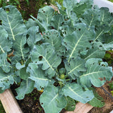 4 Broccoli Plants Live, Vegetable Plant Live, Live Broccoli Plant Gardening Indoor and Outdoor Growing, 4 Inc Potted, 3 to 6 Inc Tall Plant