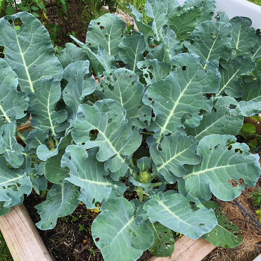 2 Broccoli Plants Live, Live Broccoli Plant Growing Indoor and Outdoor Garden, 4 Inc Pot, 4 to 6 Inc Tall Live Plant Vegetable Plant Live