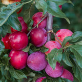 24 Red Plum Tree Live Plants Cuttings, Plum Plant Live Cuttings for Gardening, 6 to 8 Inc Tall, Not Rooted