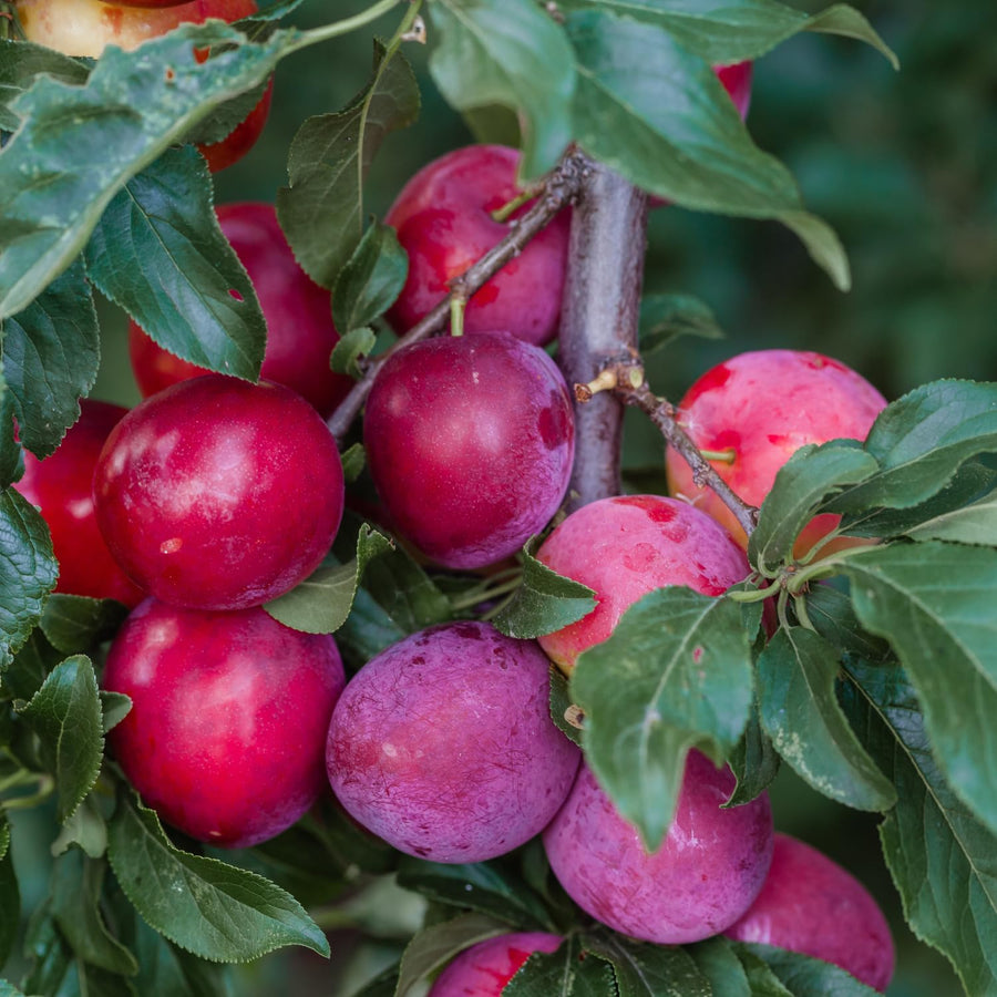 24 Red Plum Tree Live Plants Cuttings, Plum Plant Live Cuttings for Gardening, 6 to 8 Inc Tall, Not Rooted