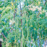 50 Moringa Seeds, Moringa Oleifera Drumstick Tree Seeds, Fast Growing Tree for Outdoor Garden