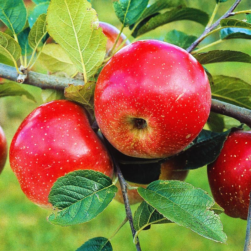 1 Gala Apple Tree Live Plant 2-3 Feet Tall, Bareroot Dormant, Deep Red Apple Plant Live for Planting, Apple Tree Plant, Apple Fruit Tree