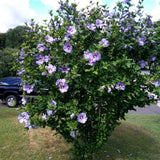Purple Althea Plant Live, 6-10" Tall, Quart Pot, Rose of Sharon Flowering Shrub Plant, Hardy Garden Plants, Outdoor Landscape Plants