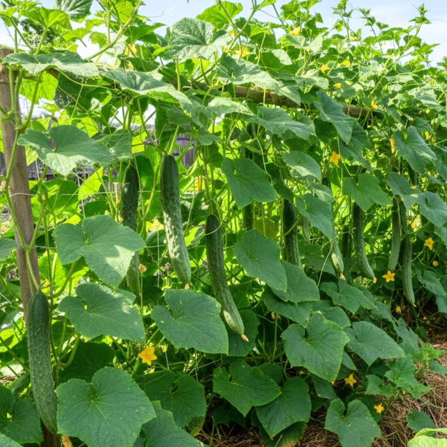 2 Cucumber Plants Live for Planting, Green Cucumber Live Plant in 4 Inches Pot, Well Rooted from 6 to 8 Inches Tall for Vegetable Garden, Cucumbers Starter Plant
