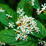 Fragrant Night Flowering Jasmine Tree Plants Live in Half Gallon Pot, Nyctanthes Parijat Jasmine Flower Plant