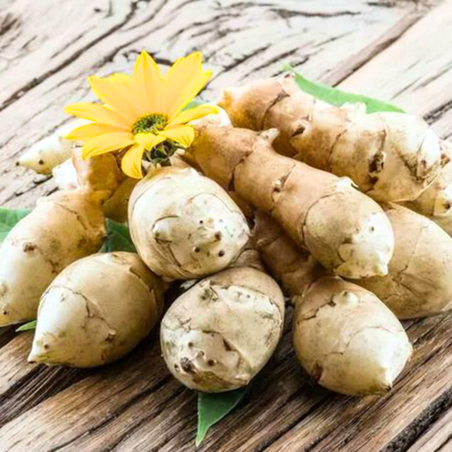 0.5 Lb Jerusalem Artichoke Tubers, Sunchoke for Planting, Hardy Perennial Vegetable for Home Garden