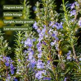 Set 200 Rosemary Seeds, Rosemary Seeds for Planting, Fragrant Herb for Indoor Outdoor Growing