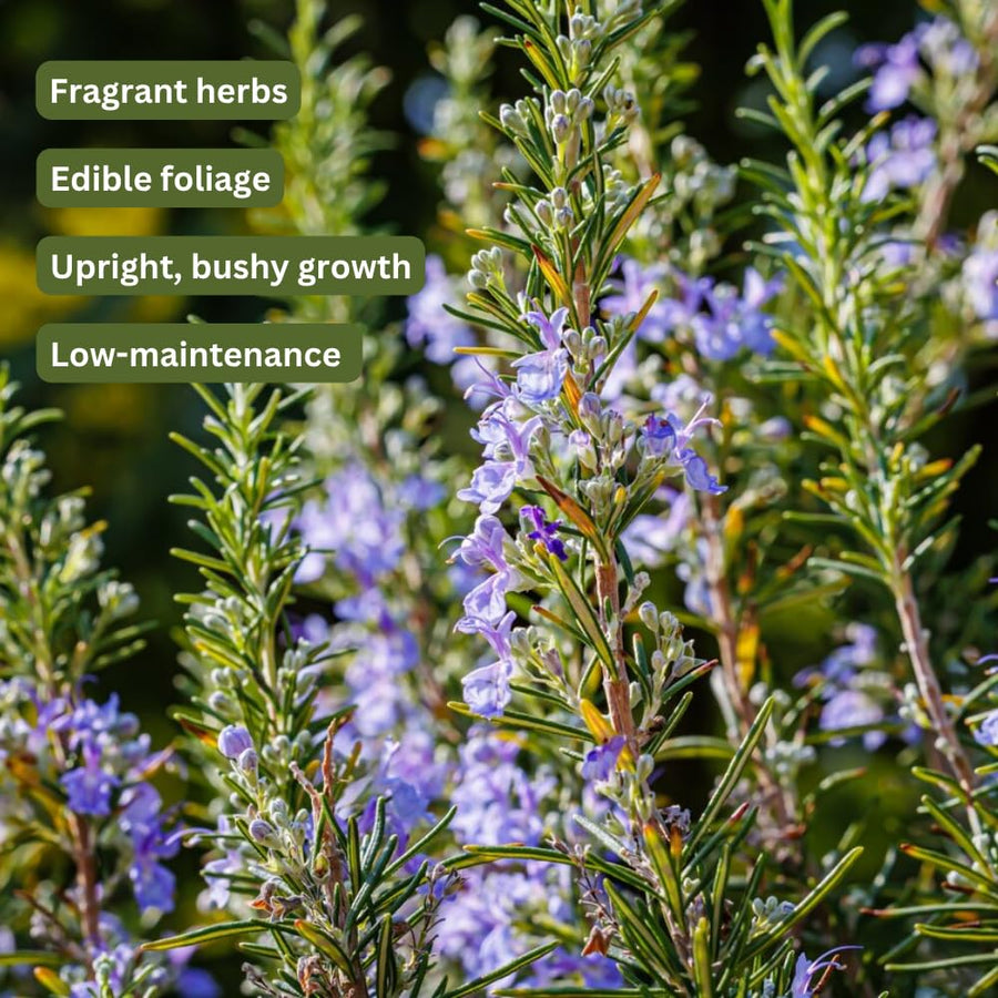 Set 200 Rosemary Seeds, Rosemary Seeds for Planting, Fragrant Herb for Indoor Outdoor Growing