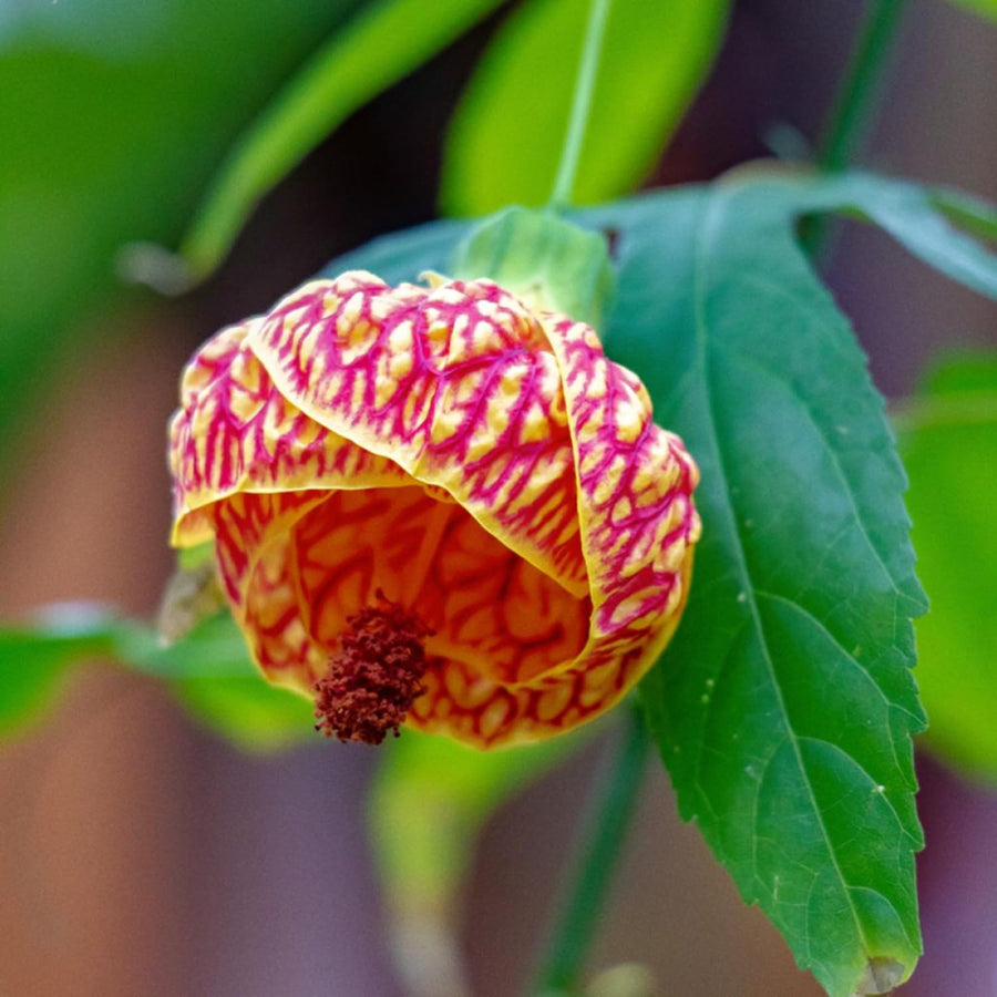2 Abutilon Plants Live 5-8 Inches Tall - Abutilon Lantern Trailing Hanging Flower Vine Perfect for Enhancing Your Indoor Outdoor Garden (Orange)