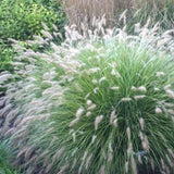 2 Ornamental Grass Plants - White Fountain Grasses Live Plants Perennial - 5-9 Inc Tall - Live Grass Seedlings Indoor Outdoor