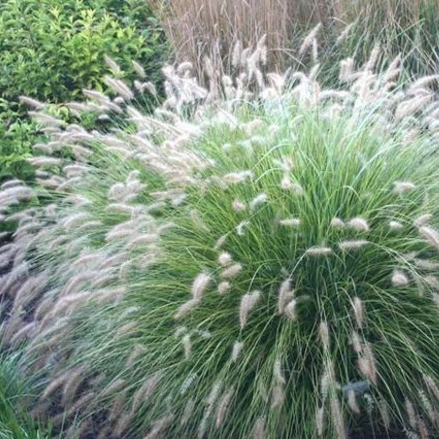 2 Ornamental Grass Plants - White Fountain Grasses Live Plants Perennial - 5-9 Inc Tall - Live Grass Seedlings Indoor Outdoor
