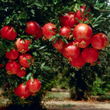 Red Pomegranate Tree Plant Live in 4" Pot, Sweet Red Pink Color for Spring Planting