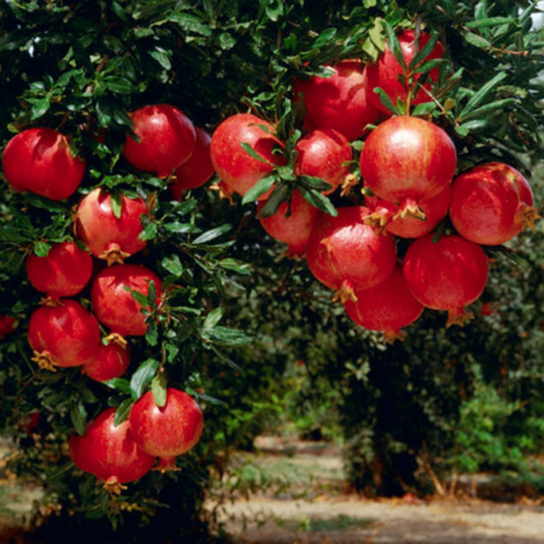 Red Pomegranate Tree Plant Live in 4" Pot, Sweet Red Pink Color for Spring Planting