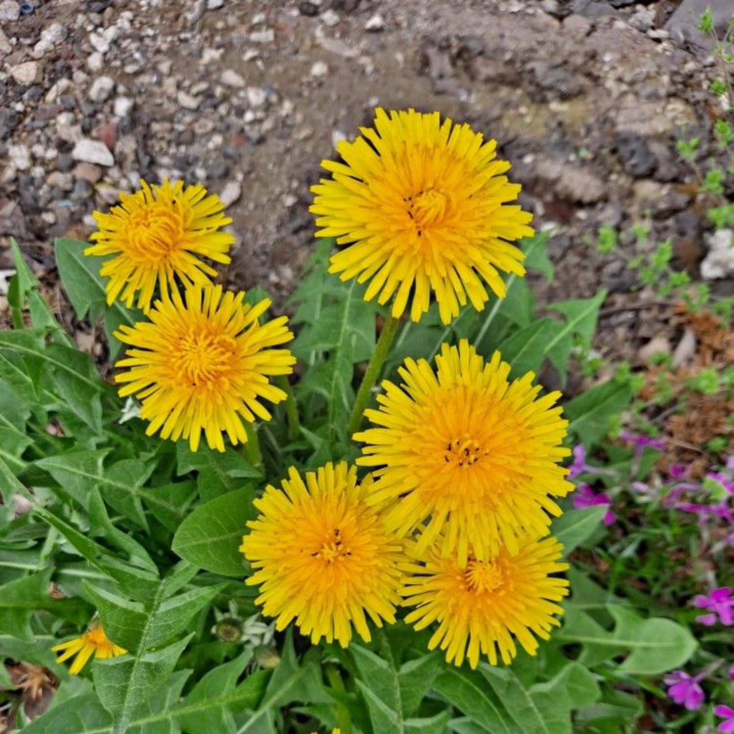 Dandelion Plant in 4'' Pot, 4-6 Inch Tall Yellow Dandelion Herb Plant, Easy to Grow Perennial Flower Plants