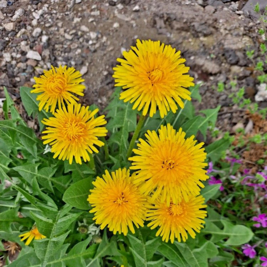 Dandelion Plant in 4'' Pot, 4-6 Inch Tall Yellow Dandelion Herb Plant, Easy to Grow Perennial Flower Plants